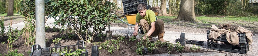 Inspiratie voor groene plannen: daktuin en openbare groene ruimte aanleg