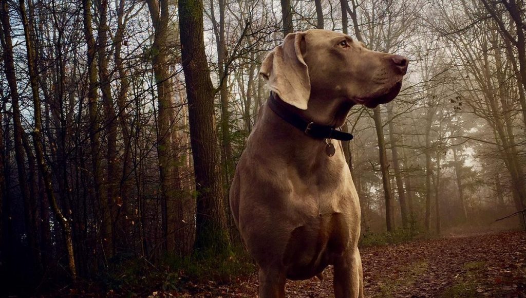 Gezin op pad met de viervoeter in natuuromgeving rond Hotel Van der Valk Apeldoorn op de Veluwe