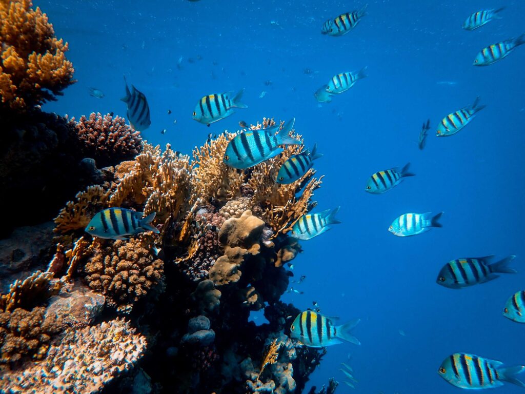 Kleurrijke onderwaterwereld met koraal en tropische vissen tijdens snorkelen