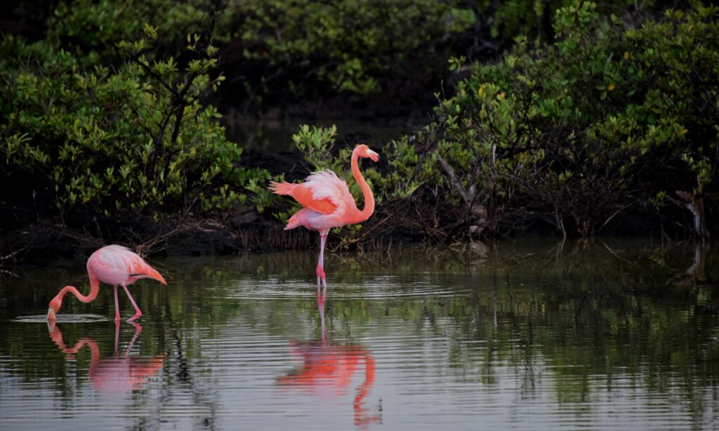 Roze flamingo met lange poten in Nederlandse wateromgeving, een voorbeeld van de flamingo's in Nederland