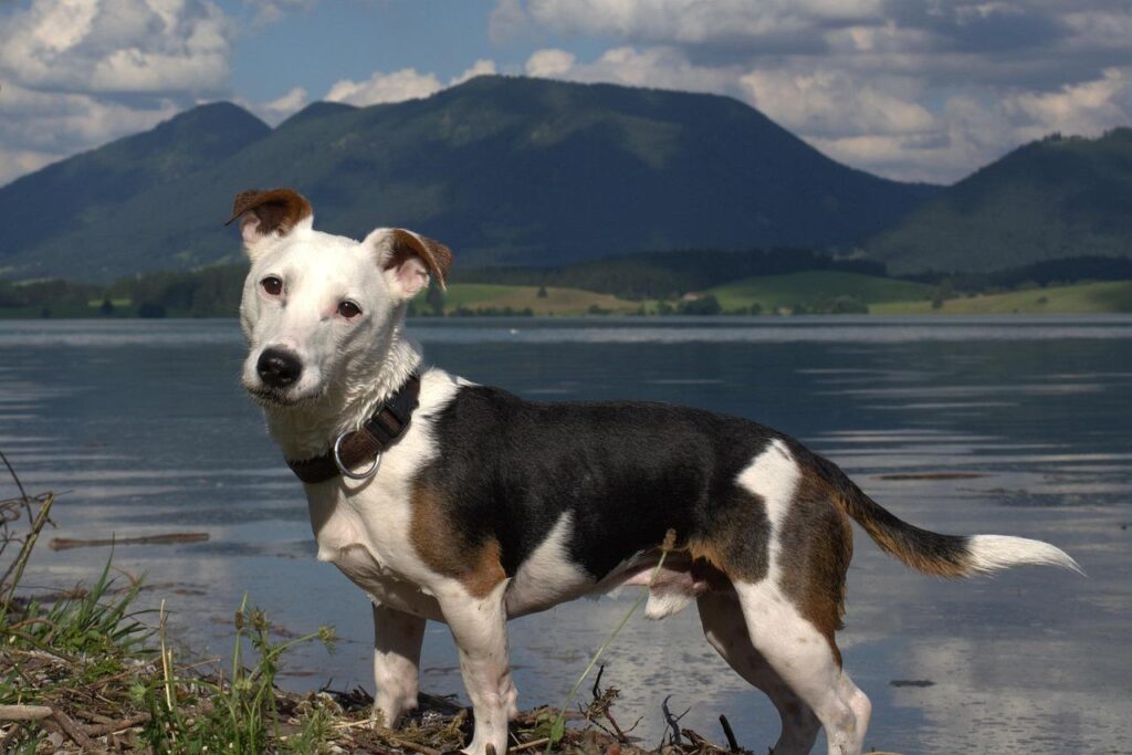 Jack Russell Terrier met typische vossenachtige uitstraling, wit vacht met zwarte vlekken en rechtopstaande oren