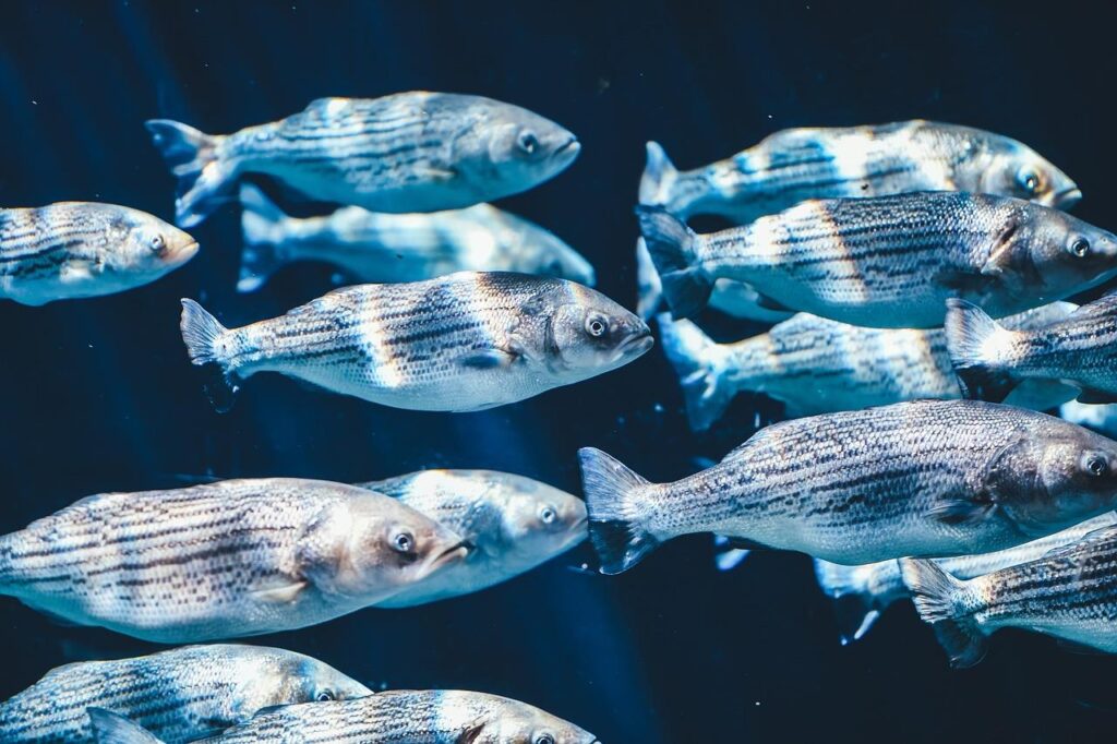 Visnet in water symboliseert levenslessen van veerkracht, flexibiliteit en samenwerking die we kunnen toepassen in het dageli