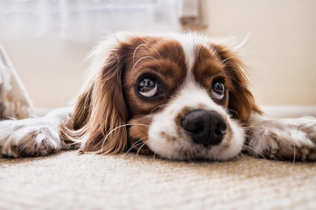 Steunvolle gids wat te doen als je hond is overleden, met praktische stappen voor begrafenis, crematie en het rouwproces
