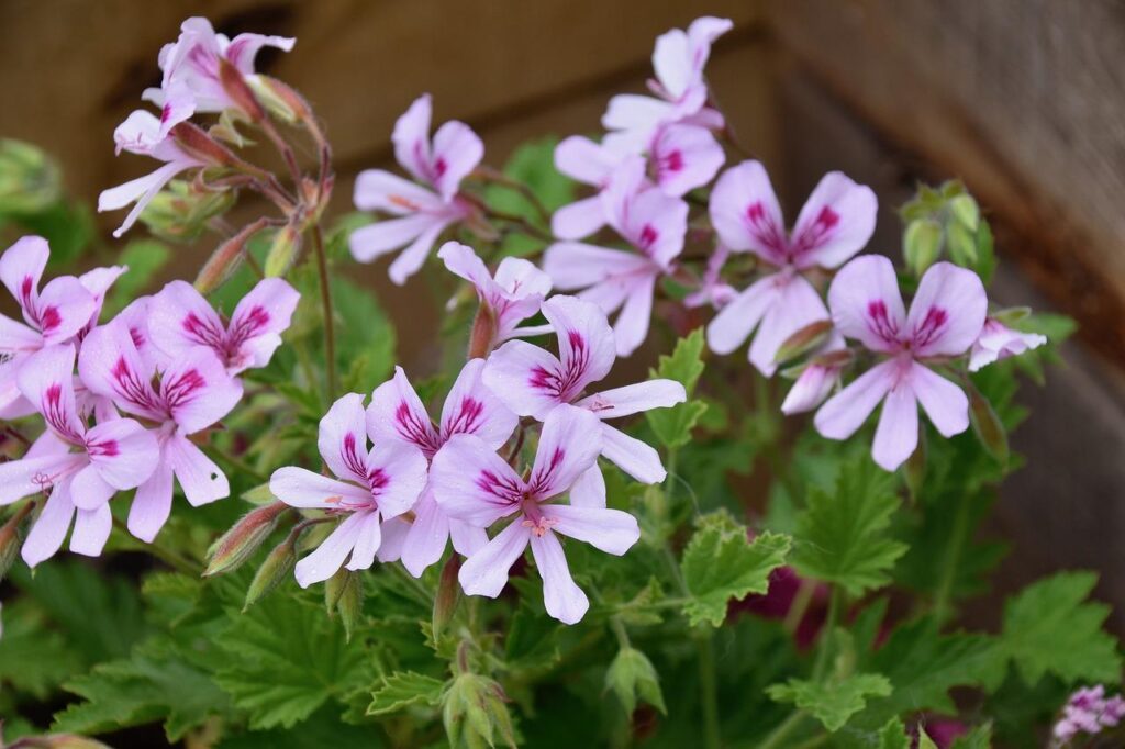 Stalen plantenbak in moderne tuin, voorbeeld van de veelzijdigheid van verschillende plantenbakken in diverse stijlen