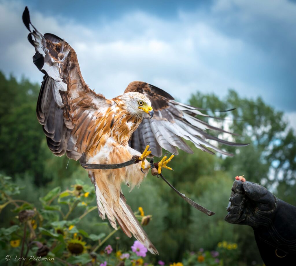 Deelnemer beleeft valkenieren workshop met roofvogel op handschoen bij Valkerij Dominique