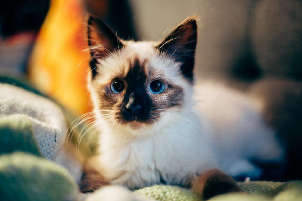 Selectie kattenluiken voor binnendeur met microchip en manuele opties