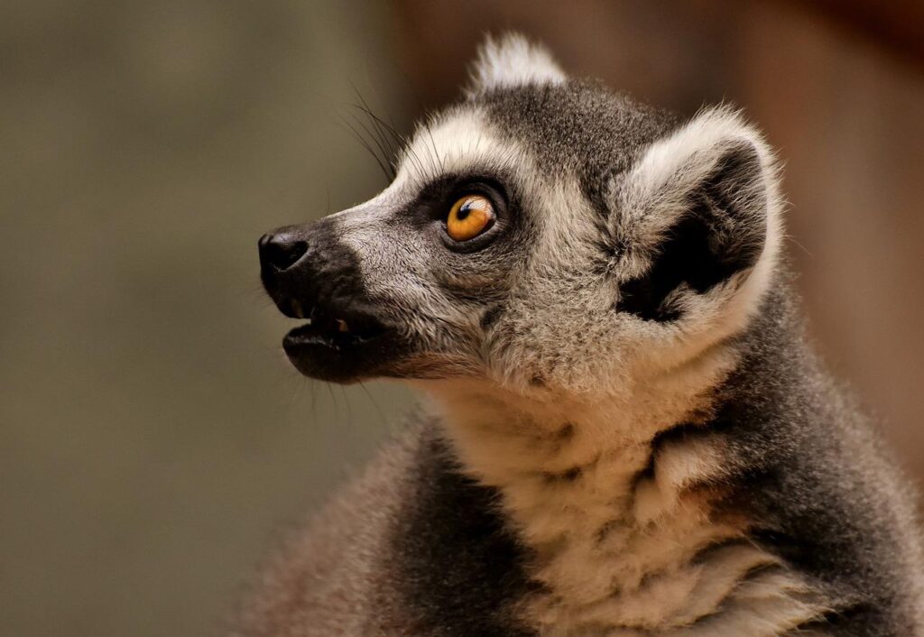 Familie geniet van het hoogseizoen in de dierentuin met tips voor drukte en bereikbaarheid