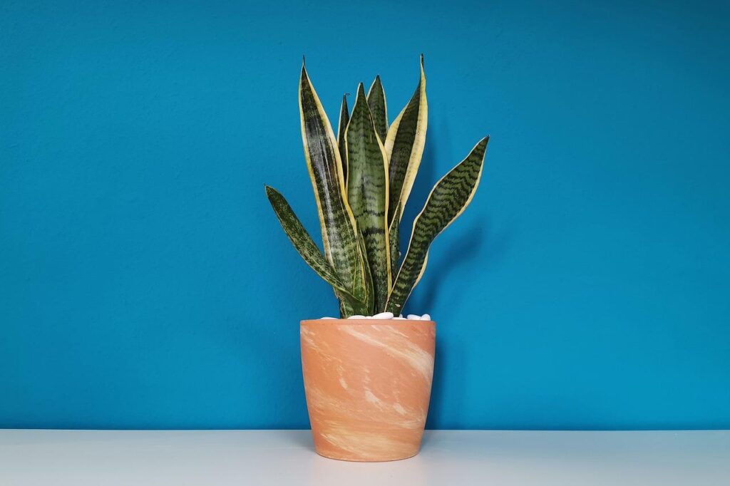 Gezonde binnenpalm in huis met indirect licht, illustratie voor verzorging van binnenpalm